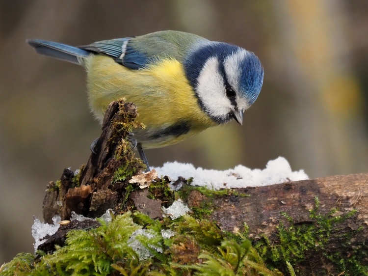 Passeriformi sotto la neve